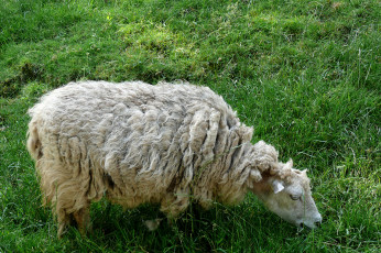 Картинка животные овцы бараны овечка