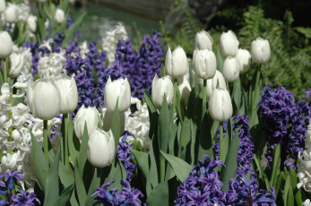 Картинка цветы разные вместе тюльпаны гиацинты