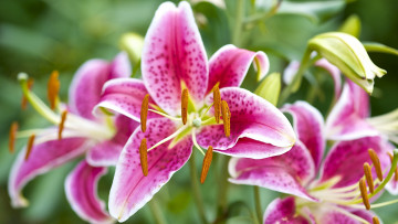 Картинка цветы лилии лилейники розовый азиатская лилия