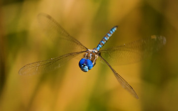 Картинка smiling dragon животные стрекозы стрекоза висит