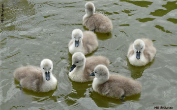 Картинка животные лебеди гусята