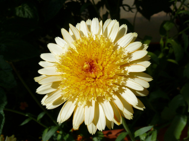 Обои картинки фото цветы, бутон