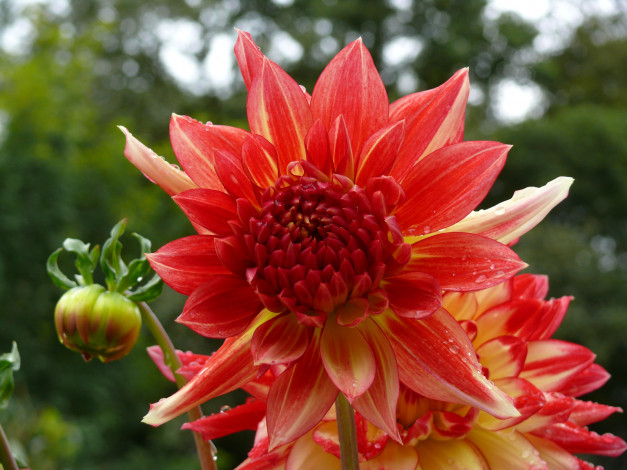 Обои картинки фото цветы, георгины, лепестки