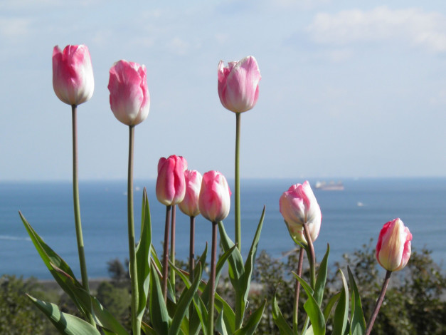 Обои картинки фото цветы, тюльпаны