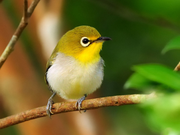 Обои картинки фото животные, белоглазки, ветка, птица