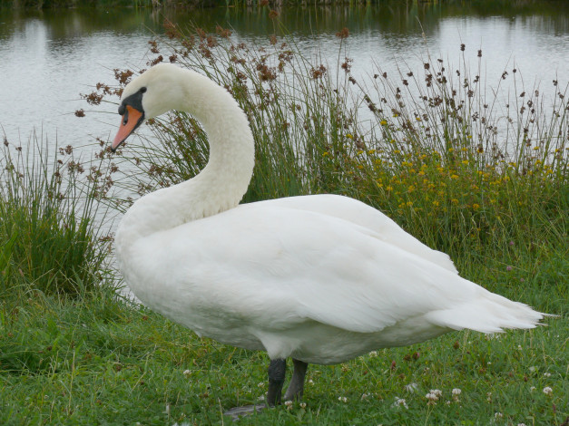 Обои картинки фото животные, лебеди, гусь