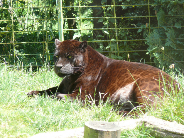 Обои картинки фото животные, пантеры, хищник