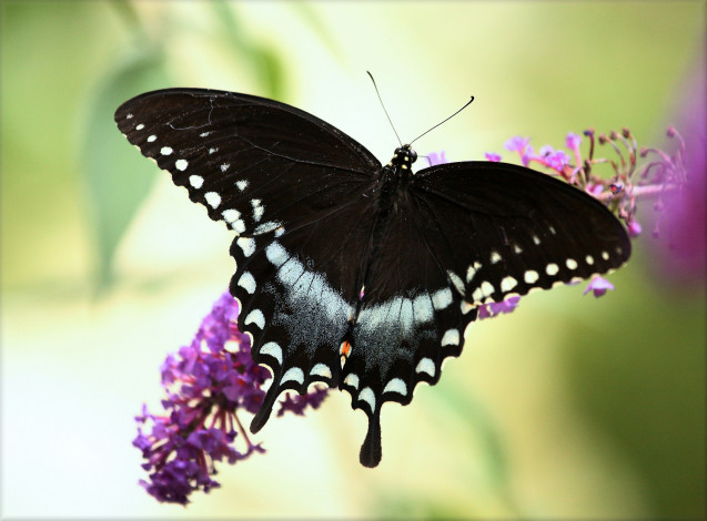 Обои картинки фото животные, бабочки, бабочка