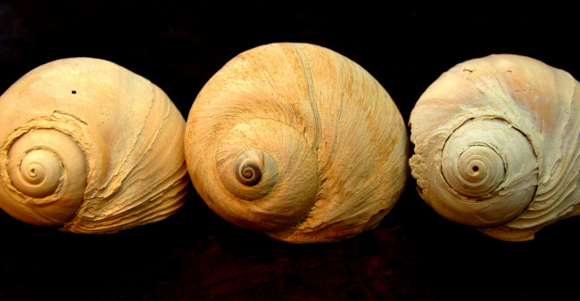 Обои картинки фото разное, ракушки, кораллы, декоративные, spa, камни