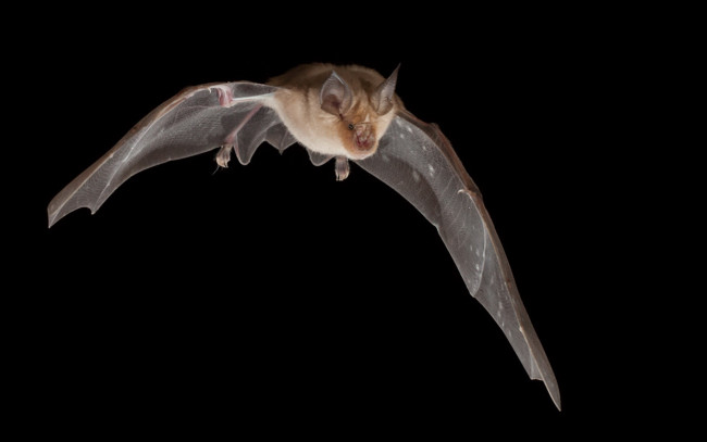 Обои картинки фото животные, летучие, мыши