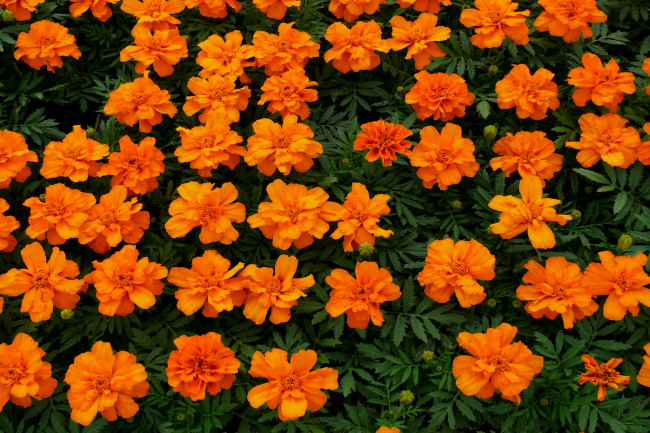 Обои картинки фото цветы, бархатцы, желтый, красный