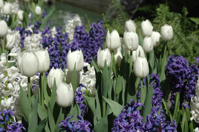 Обои картинки фото цветы, разные, вместе, тюльпаны, гиацинты