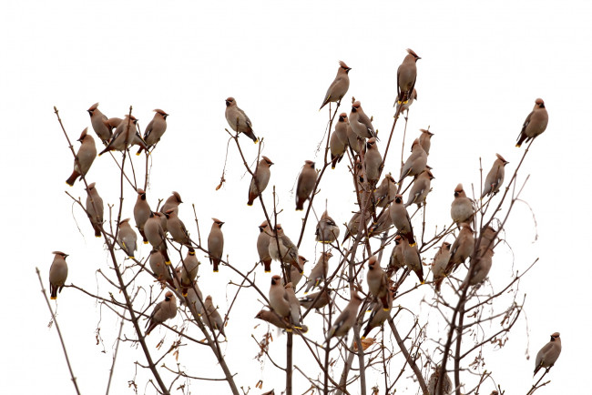 Обои картинки фото животные, свиристели, ветки, много, стая