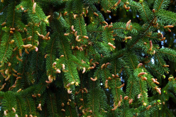 Картинка природа шишки +жёлуди +каштаны сосна весна