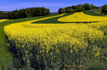 Картинка природа поля рапс