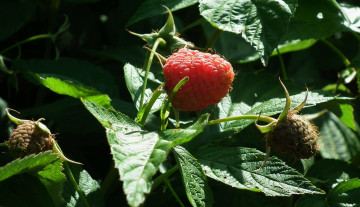 Картинка природа Ягоды малина