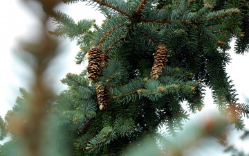 Картинка природа шишки +жёлуди +каштаны сосна