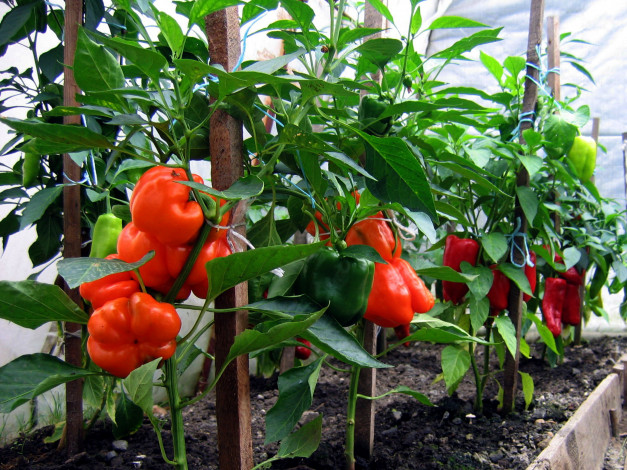 Обои картинки фото природа, плоды, перец