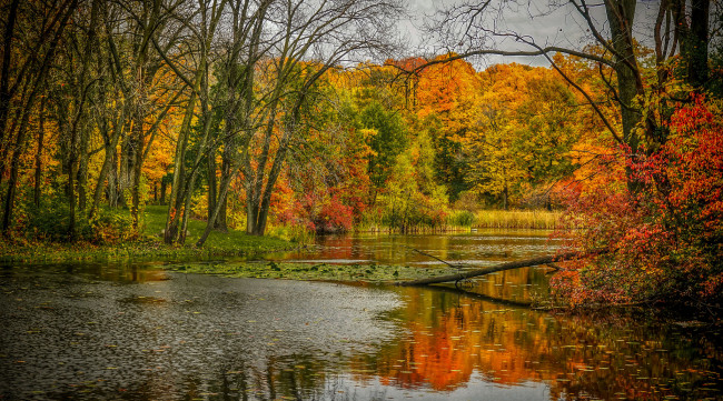 Обои картинки фото природа, реки, озера, лес, река