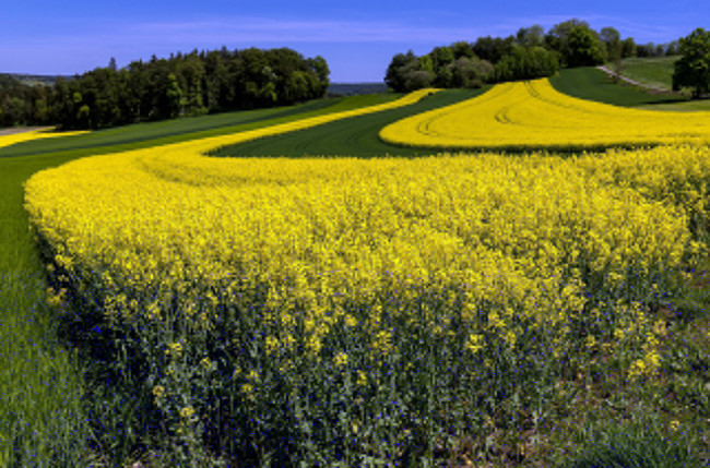 Обои картинки фото природа, поля, рапс