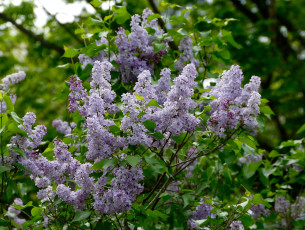 Картинка цветы сирень цветок