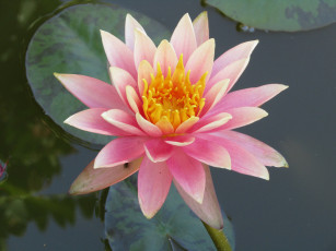 Картинка цветы лилии+водяные +нимфеи +кувшинки цветок