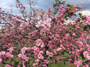 Картинка цветы цветущие+деревья+ +кустарники цветок