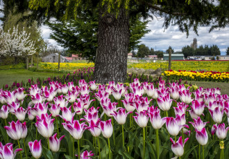 Картинка цветы тюльпаны цветок