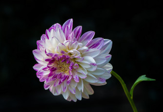 Картинка цветы георгины цветок