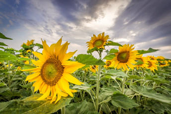 Картинка цветы подсолнухи цветок