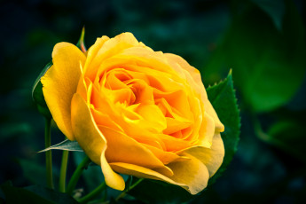 Картинка цветы розы цветок