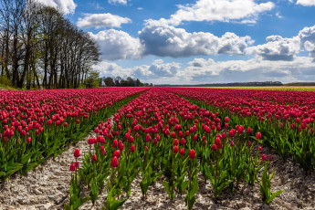 Картинка цветы тюльпаны цветок