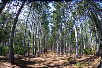 Картинка природа лес деревья