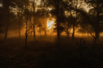 Картинка природа лес деревья