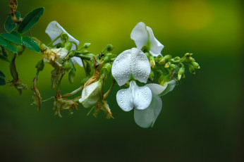 Картинка цветы цветок