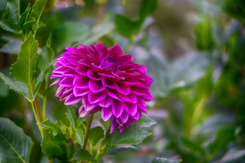 Картинка цветы георгины цветок