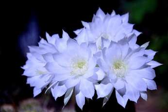 обоя цветы, кактусы, цветок