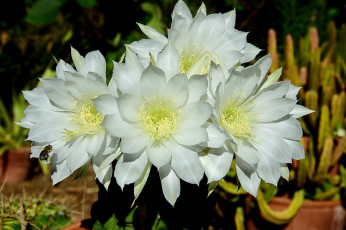 Картинка цветы кактусы цветок