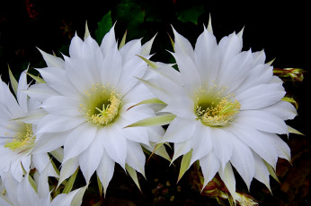 Картинка цветы кактусы цветок