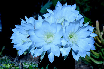 Картинка цветы кактусы цветок