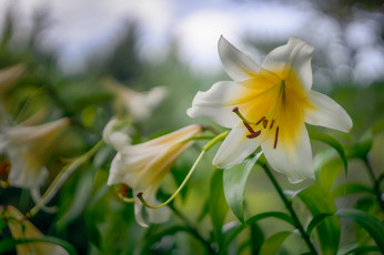 Картинка цветы лилии +лилейники цветок