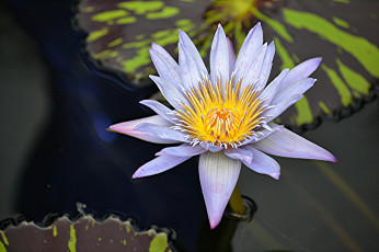 Картинка цветы лилии+водяные +нимфеи +кувшинки цветок