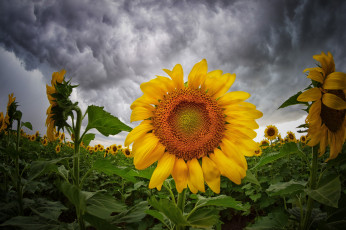 Картинка цветы подсолнухи цветок