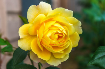 Картинка цветы розы цветок