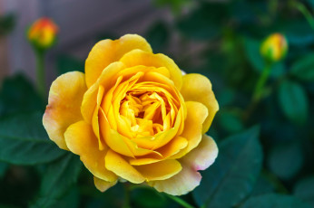 Картинка цветы розы цветок