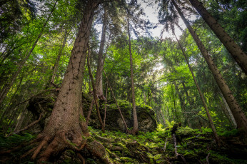 Картинка природа лес деревья