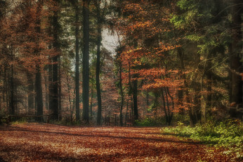 Картинка природа лес деревья