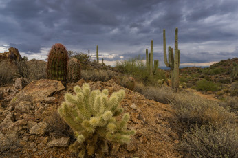 Картинка природа пустыни простор