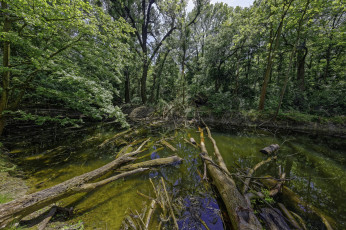 Картинка природа реки озера лес река