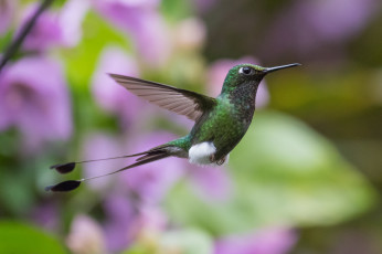 Картинка животные колибри птица перья окрас